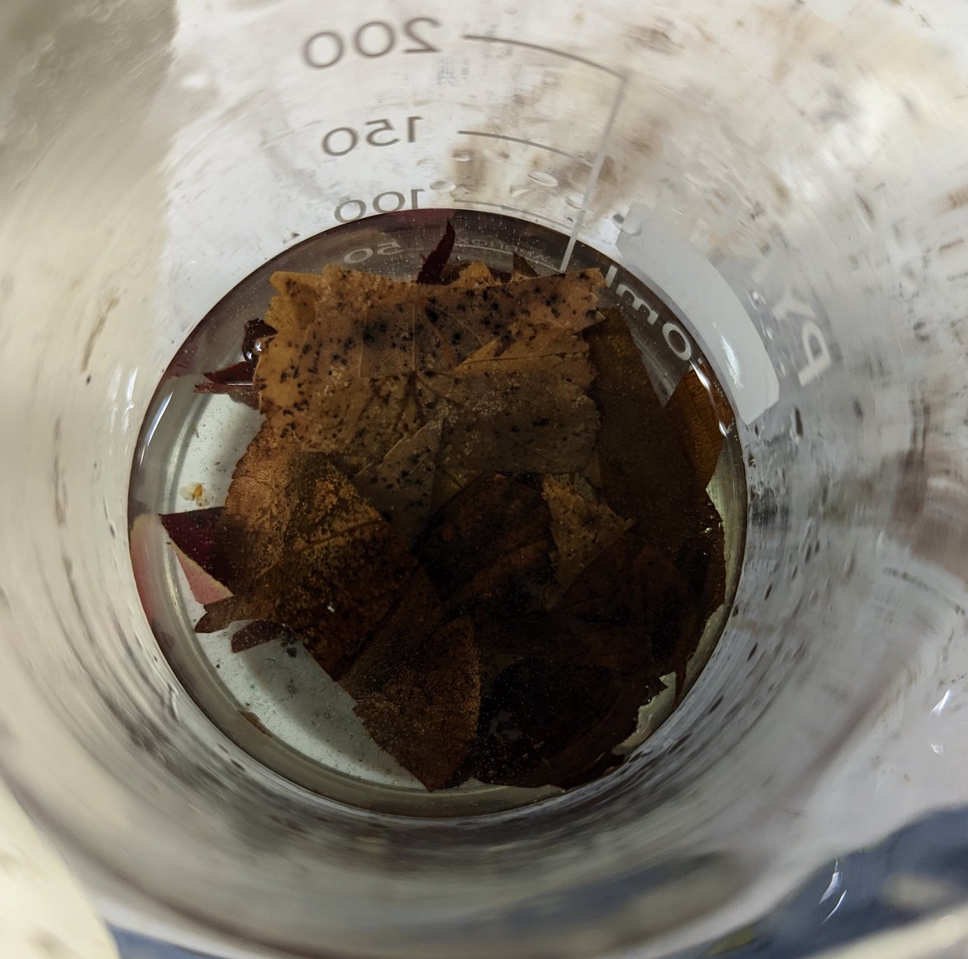 chopped_leaves in a beaker with solvent