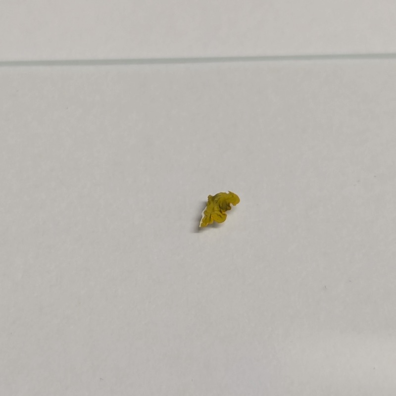 A small fragment of yellow lichen on a glass slide