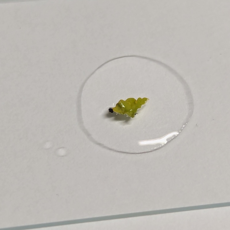 Lichen fragment under a drop of water