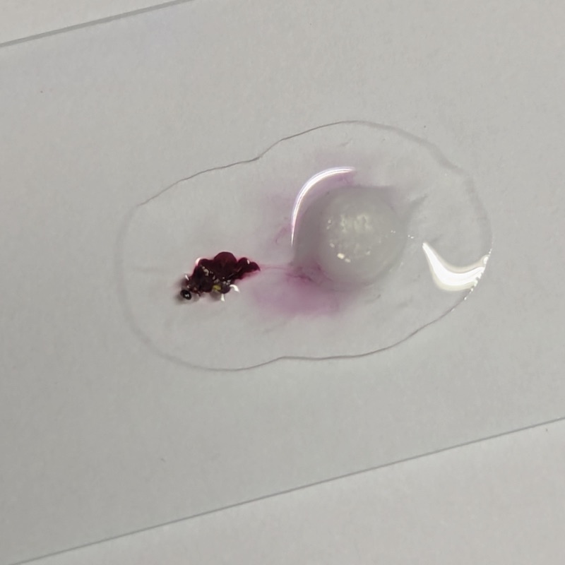 Lichen entirely turned red after a few minutes