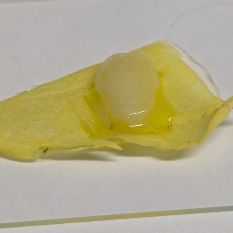 KOH on a daffodil flower